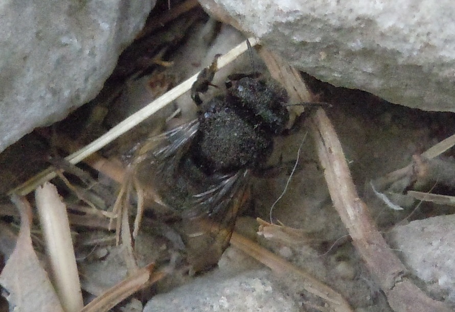 Chalicodoma parietina, femmina (Apidae Megachilinae)